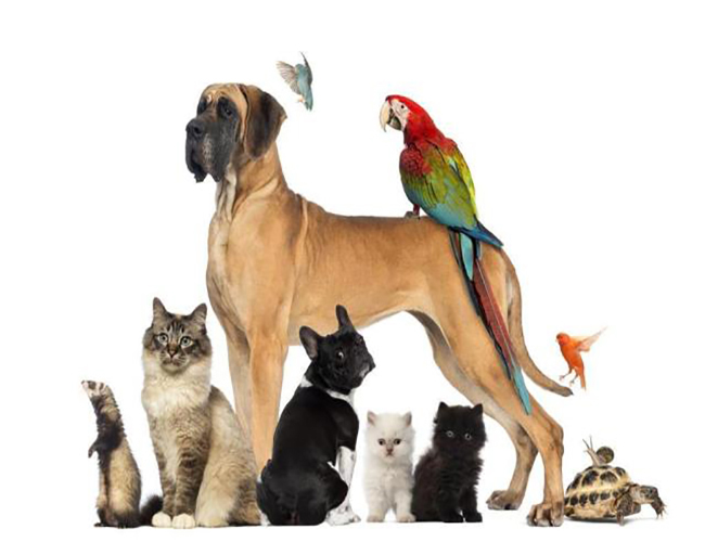 pet_shop